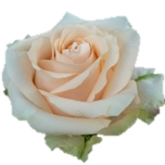Pearl Avalanche Roses d'Equateur Ethiflora